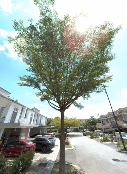 tree photo