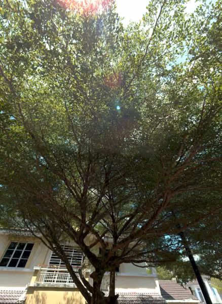 tree photo