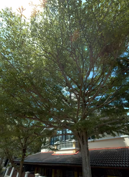 tree photo