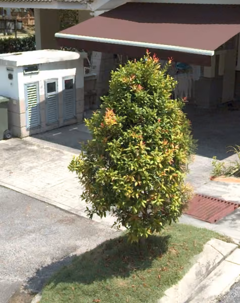 tree photo