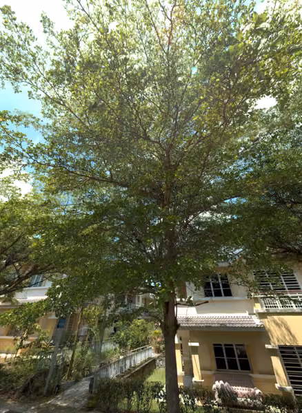 tree photo