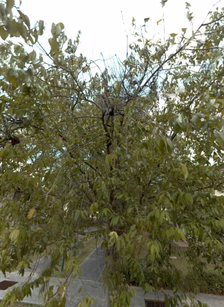 tree photo
