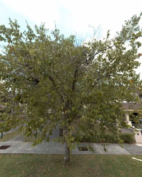 tree photo