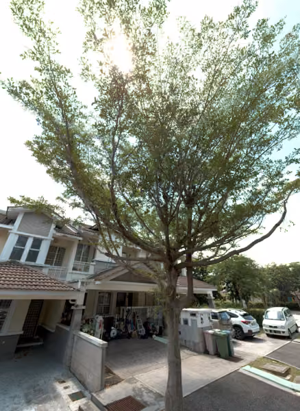 tree photo