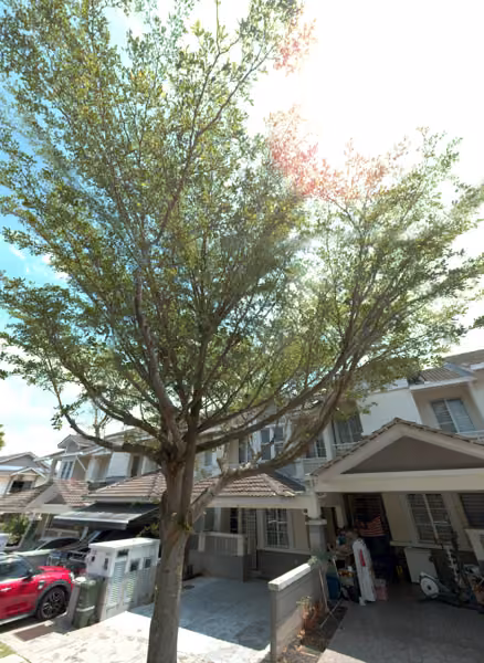 tree photo