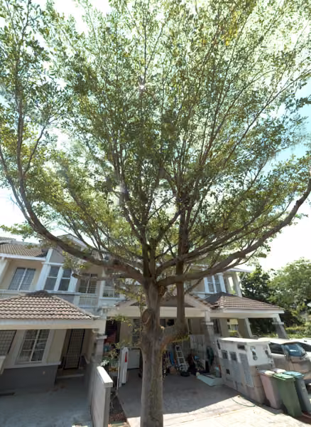 tree photo