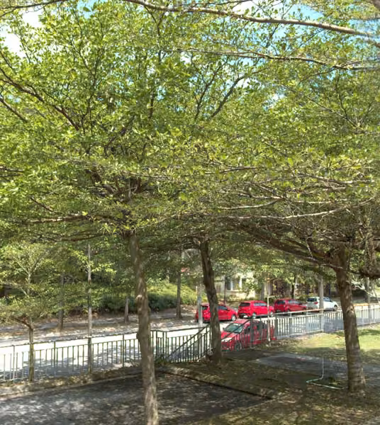 tree photo