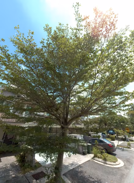 tree photo
