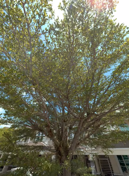 tree photo