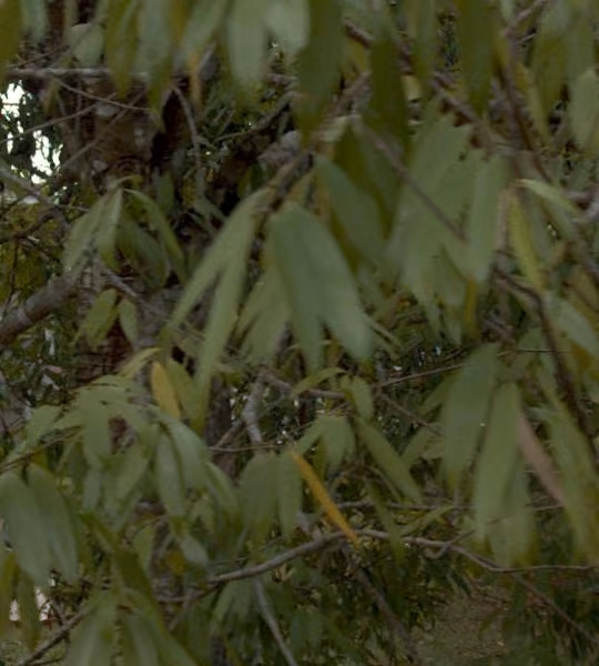 tree photo