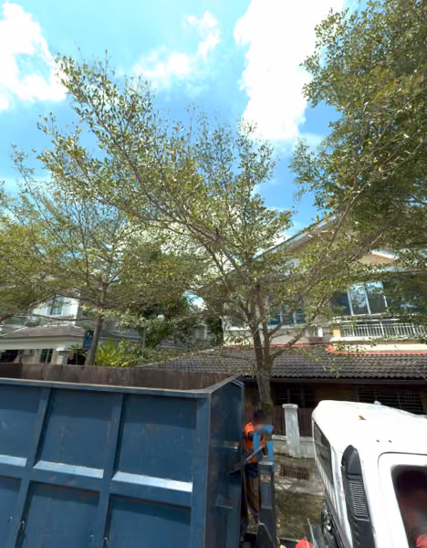 tree photo
