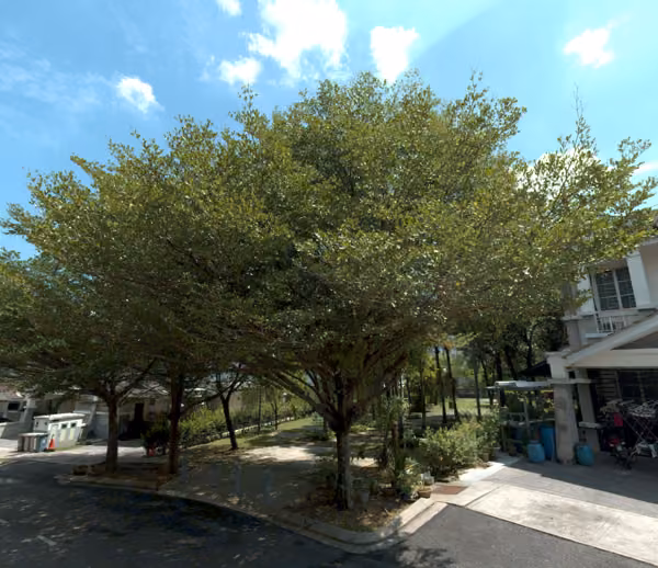 tree photo