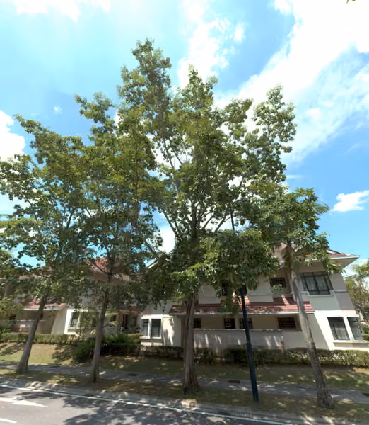 tree photo