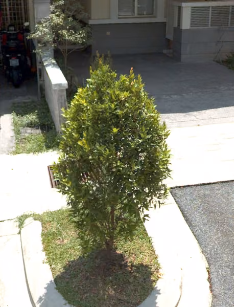 tree photo