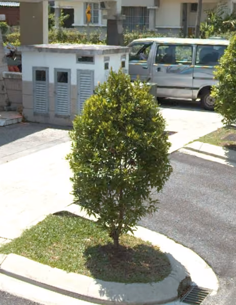 tree photo