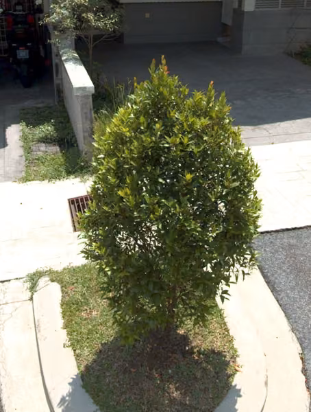 tree photo