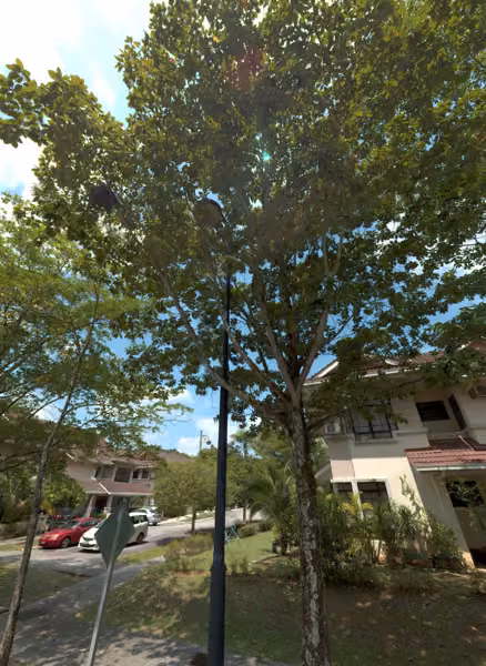 tree photo