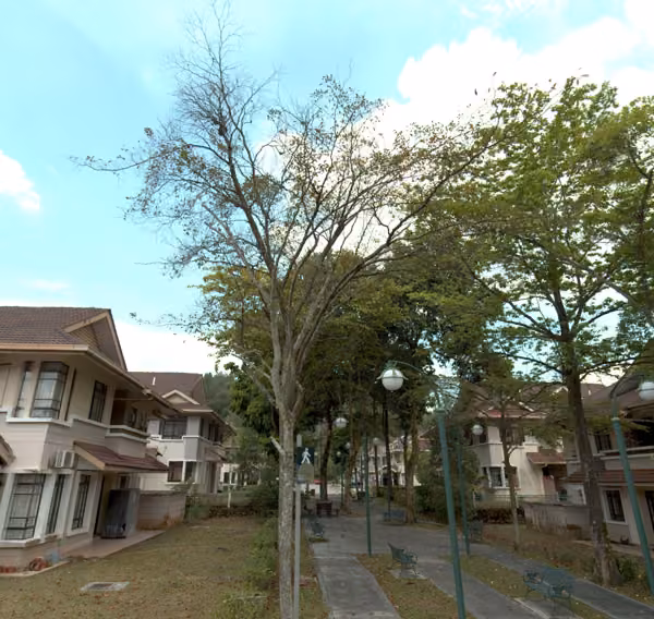 tree photo