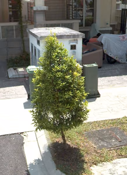 tree photo