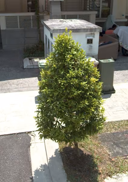 tree photo