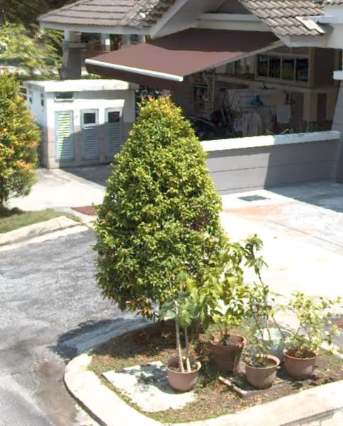 tree photo
