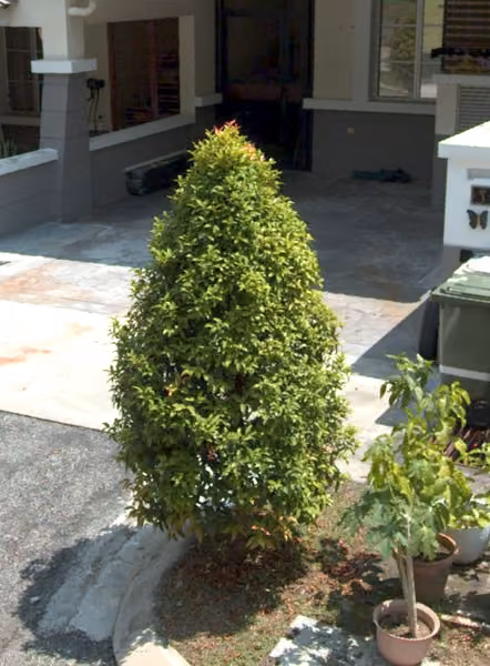 tree photo