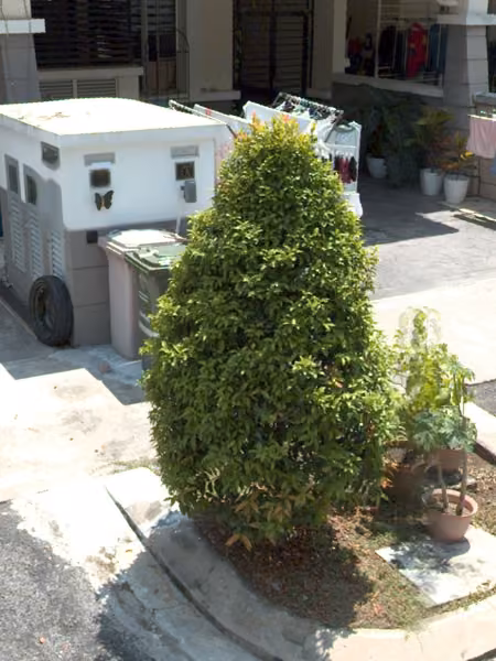 tree photo
