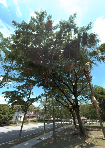 tree photo