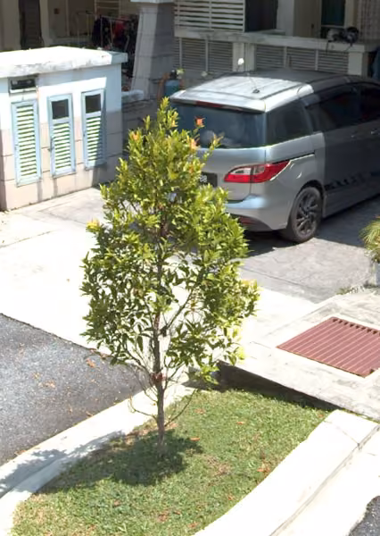 tree photo