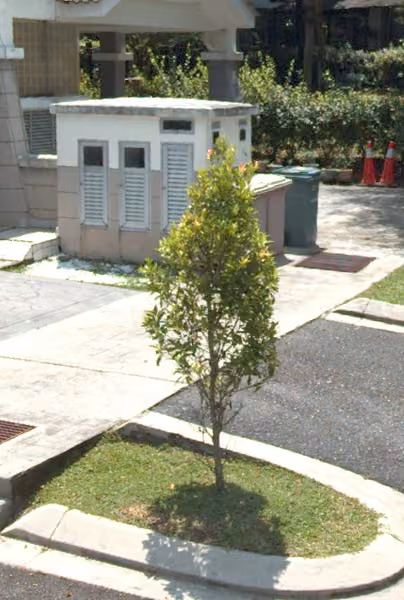tree photo