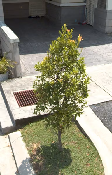 tree photo
