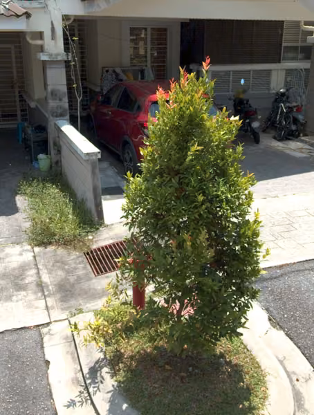 tree photo