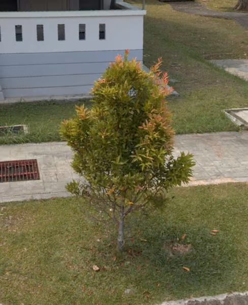 tree photo