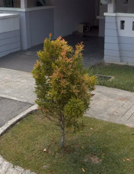 tree photo