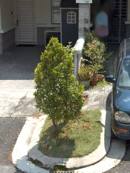 tree photo