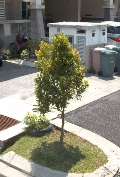 tree photo