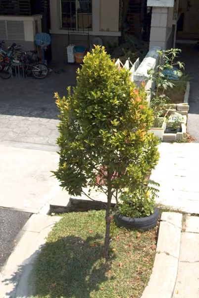 tree photo