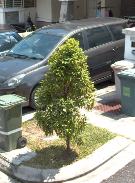 tree photo