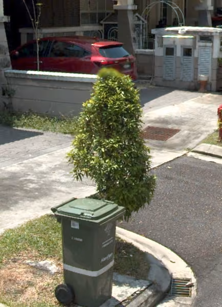 tree photo