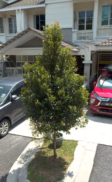 tree photo
