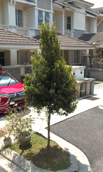 tree photo
