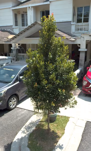 tree photo