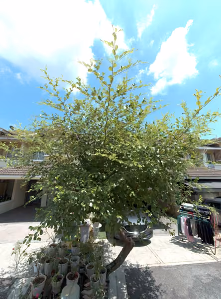 tree photo