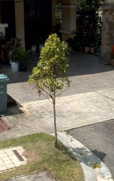 tree photo