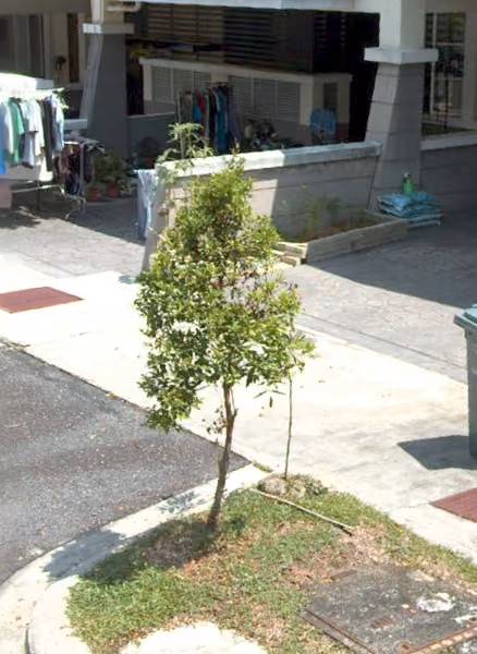 tree photo