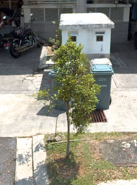 tree photo