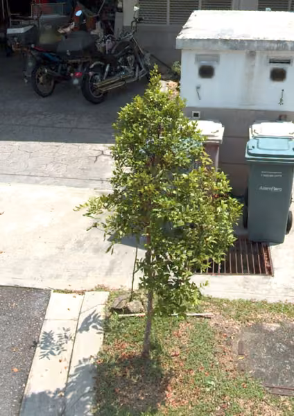 tree photo