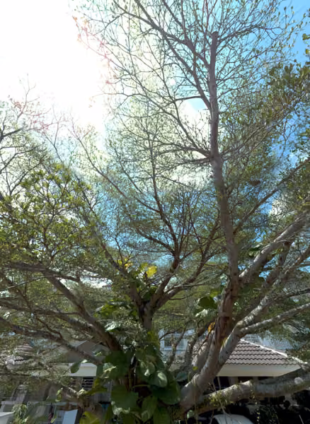 tree photo