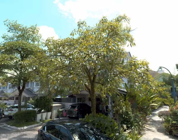 tree photo