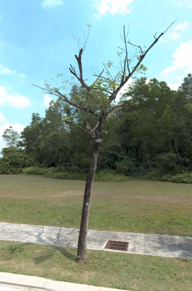 tree photo